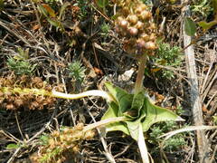 Ledebouria ovatifolia