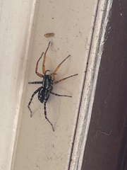 Nyssus coloripes