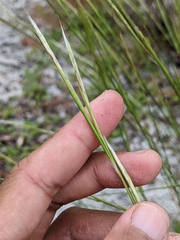 Andropogon tracyi