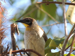 Philemon citreogularis