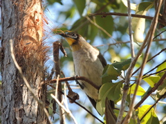 Philemon citreogularis