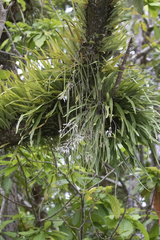 Pyrrosia longifolia