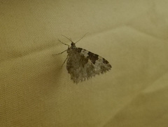 Xanthorhoe fluctuata