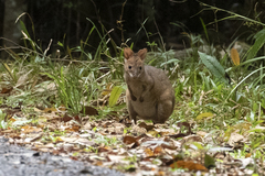 Thylogale stigmatica