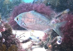Gerres subfasciatus
