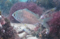 Gerres subfasciatus