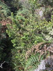 Myricaceae