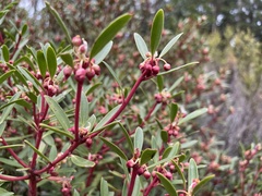 Tasmannia lanceolata