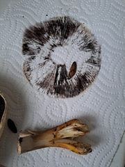 Baccharis articulata