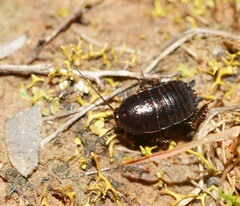 Blattoidae