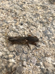 Gryllotalpa