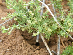 Selago densiflora