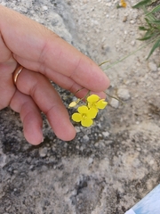 Diplotaxis tenuifolia