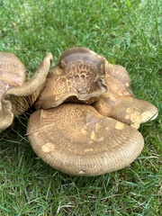 Paxillus involutus