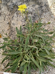 Diplotaxis tenuifolia