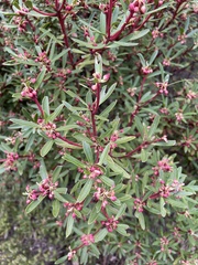 Tasmannia lanceolata