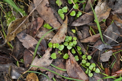 Nertera dichondrifolia