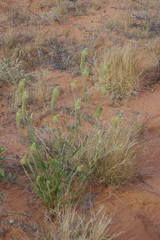 Ptilotus polystachyus