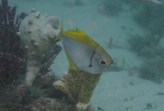 Schuettea scalaripinnis