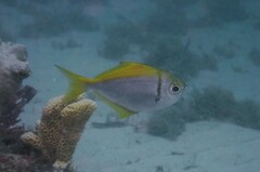 Schuettea scalaripinnis