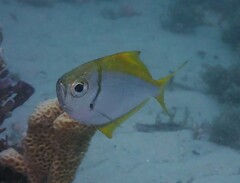 Schuettea scalaripinnis