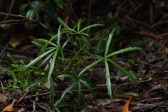 Pseudopanax crassifolius × lessonii