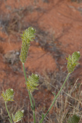 Ptilotus polystachyus