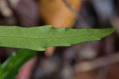 Pseudopanax crassifolius × lessonii