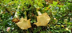 Brugmansia arborea