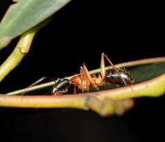 Camponotus nigriceps