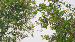 Cacomantis merulinus querulus