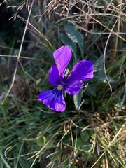 Viola tricolor