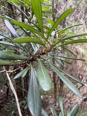 Telopea truncata
