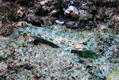 Istigobius hoesei