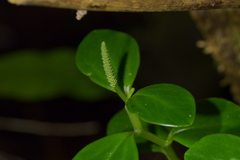 Peperomia urvilleana