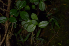 Peperomia urvilleana