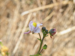 Nemesia fruticans