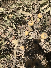 Pyrus elaeagrifolia