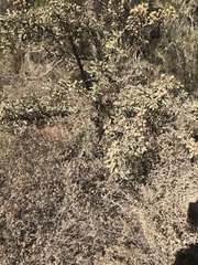 Pyrus elaeagrifolia