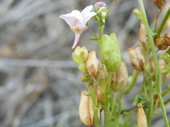 Nemesia fruticans