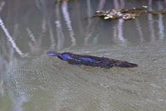 Ornithorhynchus anatinus
