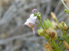 Nemesia fruticans