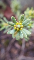 Thymelaea tinctoria