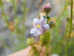 Nemesia fruticans