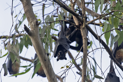 Pteropus conspicillatus