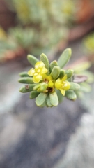Thymelaea tinctoria