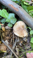 Clitocybe brunneocephala