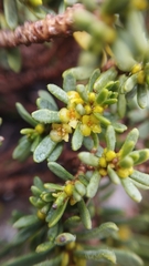 Thymelaea tinctoria
