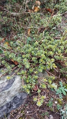 Thymelaea tinctoria