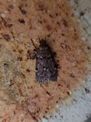 Mimaglossa nauplialis